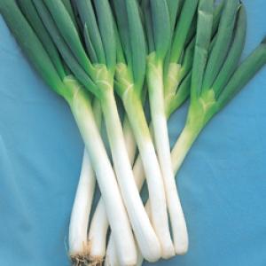 ねぎちゃん専用 ねぎ種子】ダイヤ交配（トキタ種苗） 防曇袋なべちゃん葱ゴールド用