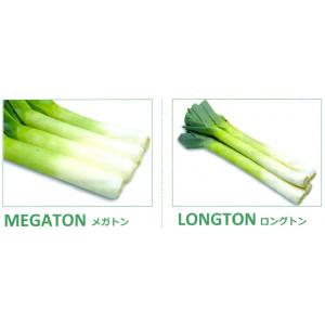 西洋ネギのリーキ 種 種子 の商品一覧 花 ガーデニング 通販 Yahoo ショッピング