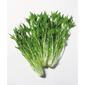ミズナ種子】トキタ種苗 「サラダ用京水菜（さらだようきょうみずな