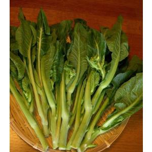 【葉菜】 会津産　早生くきたち　小袋　★8月以降入荷予定