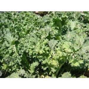 【葉菜】 会津産　ちりめんくきたち　　小袋　★8月以降入荷予定