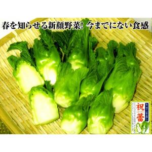 【つけな菜種子用】大和農園　新食感の野菜「祝蕾（しゅくらい）」★出荷用共通シール（レッテル）100枚　