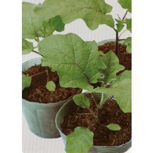 【ナスの台木種子】タキイ種苗　トルバムビガー（ハイダッシュシード）100粒　★有効期限　約1〜2ヵ月　★オリジナル小袋100粒