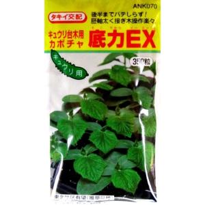生姜種子】大生姜（おおしょうが）千葉県産「近江生姜」（おうみ