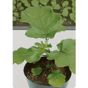 ネギ種子】ヴィルモランみかど 夏柱（なつばしら）ねぎ ペレット6千粒