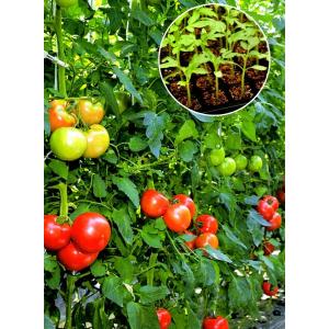 【トマトの台木種子】　タキイ交配　「グリーンフォース」　★オリジナル小袋20粒　PVP登録品種　★12月以降の発送を予定