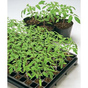 【トマトの台木種子】　タキイ交配　「キングバリア」　★オリジナル小袋20粒　PVP登録品種　★12月以降の発送を予定