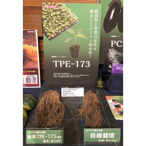 タキイ種苗 オクラ アーリーファイブ PF : 種苗・園芸ショップ 種もり