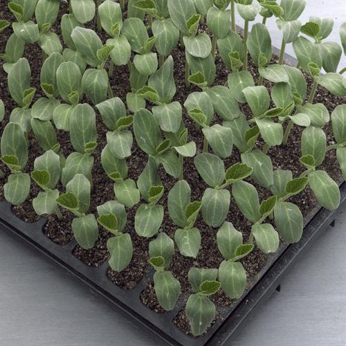 【スイカの台木種子】タキイ交配　台木用かんぴょう　ギガント（ぎがんと）200粒　★新タネは12月以降...