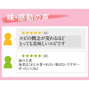 天使の海老 20〜30尾 20/30サイズ 1...の詳細画像5
