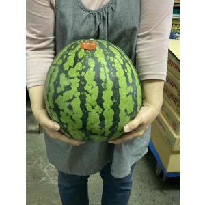 山形 尾花沢の スイカL(6kg〜7kg)1玉の商品画像