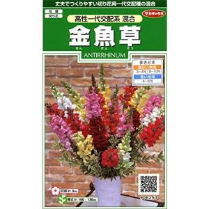 サカタのタネ 実咲花6250 金魚草 高性一代交配系混合 00906250