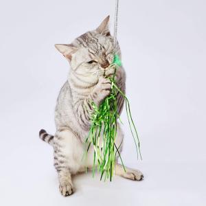 ペティオ (Petio) 猫用おもちゃ キラキラパレード猫じゃらし ボンボングリーン｜shimoyana
