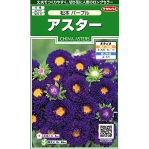 サカタのタネ 実咲花6057 アスター 松本 パープル 00906057