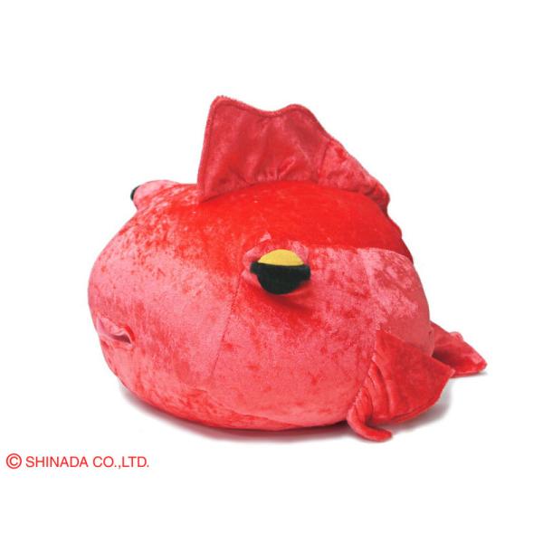 シナダ　ドン・ケローネ（M）クイーン・ルビイ