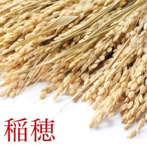 新米！2025年産【 稲穂 いなほ ２束/約200本】長野県産 こしひかり イネ 五穀豊穣 神事 料理のお飾り インテリア 美術道具 撮影 イベント inaho