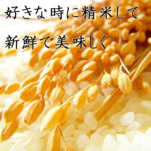 2025年産(令和7年) 【 もみ米 5kg ...の詳細画像1