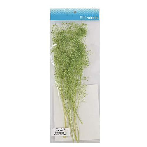 takeda かすみ草 S エンジェルグリーン