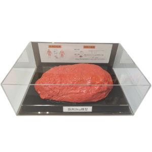 筋肉模型フィギュアケース入 3kg IP-988｜shiningstore-life