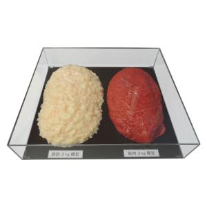 脂肪/筋肉対比セット(アクリルケース入)3kg IP-984｜shiningstore-next