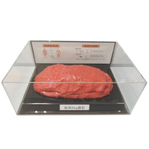 筋肉模型フィギュアケース入 2kg IP-987｜shiningstore-next