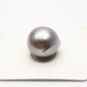 タヒチ黒蝶真珠パールルース 両穴 16mm ブラックカラー : 真珠