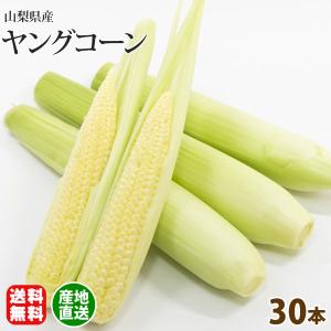 100本以上入り 「朝採りベビーコーン」 皮付き 山梨県産 ヤングコーン