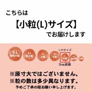 新商品 超訳あり 昔ながら 紫蘇香る 本格しそ...の詳細画像4