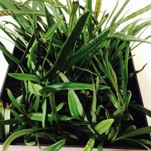 ノキシノブの詳細画像1