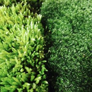 選べる天然苔2パックセット