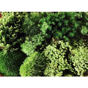 天然苔おまかせ5〜7種詰合せ