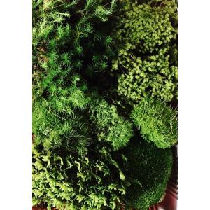 天然苔おまかせ5〜7種詰合せの詳細画像1