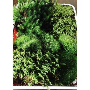 天然苔おまかせ5〜7種詰合せの詳細画像2