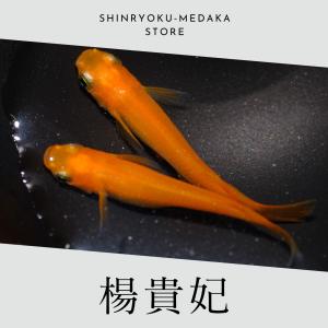 楊貴妃 メダカ 成魚 5ペア 10匹+α｜shinryokumedak-store