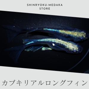 カブキリアルロングフィン メダカ 成魚 5ペア 10匹+α｜shinryokumedak-store