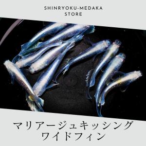 特売 マリアージュキッシングワイドフィン メダカ 成魚 30匹｜shinryokumedak-store