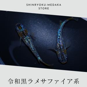 令和黒ラメサファイア系 メダカ 成魚 5ペア 1...の商品画像