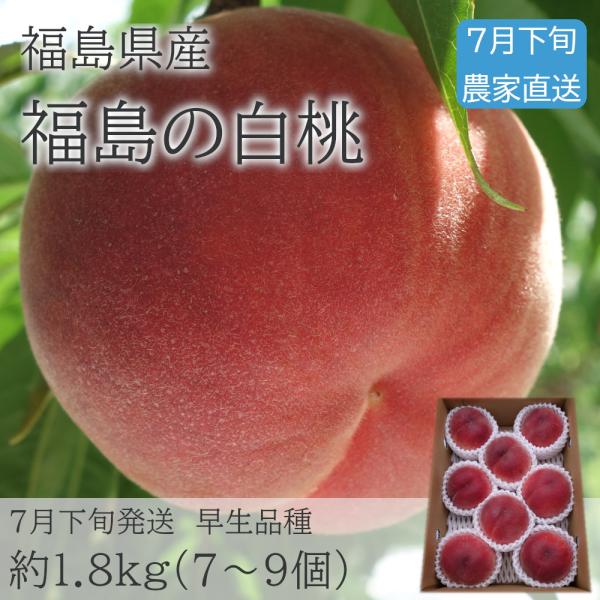 福島の白桃 7月下旬お届け 1.8kg（7〜9個） 早生品種おまかせ 常温便