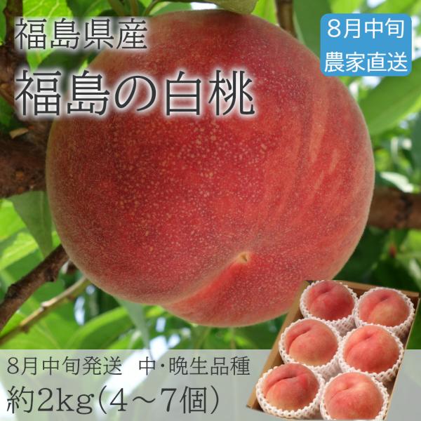 福島の白桃 8月中旬お届け 2kg（4〜7個） 品種おまかせ 常温便