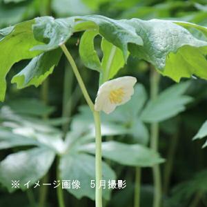 バラ苗 四季咲き性 ゼプティPVP 1株 : 花と緑 国華園 - 通販 - Yahoo