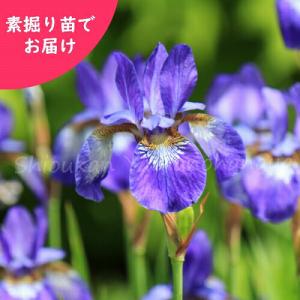 あやめ 苗の商品一覧 通販 Yahoo ショッピング