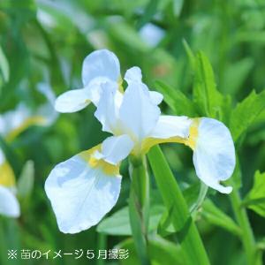 (20ポット)白花ノアヤメ　10.5cmポット苗20ポットセット　 野アヤメ/菖蒲/※4/12芽吹き始め