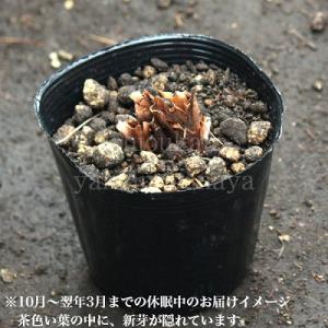 (20ポット)白花ノアヤメ 10.5cmポット...の詳細画像3