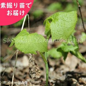 (5株)ボウナ　素掘り苗5株　 山菜苗/イヌドウナ/※入荷済み 日時指定は3月16日まで可能