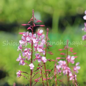 (100ポット)薄桃花ヤナギラン　9cmポット苗100ポットセット　 山野草/耐寒性多年草/柳蘭/※5/9葉が展開中