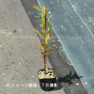 (100ポット)薄桃花ヤナギラン 9cmポット...の詳細画像2