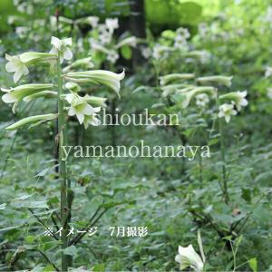 ウラシマソウ 10.5cmポット苗 山野草/浦島草/天南星/※5/9つぼみ〜開花