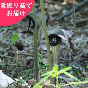 (5株)ウラシマソウ　素掘り苗5株　 球根直径3〜4ｃｍ程/山野草/浦島草/天南星/※10月25日お届け開始｜shioukan-hanaya