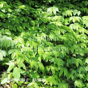 (1ポット)赤ミズ　10.5cmポット苗　山菜苗/耐寒性多年草/ウワバミソウ/赤みず/※10/1休眠のため葉を切り落としてお届け