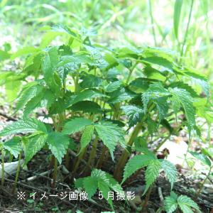 赤ミズ 9〜10.5cmポット苗 山菜苗/耐寒...の詳細画像1